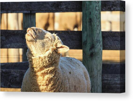 Bleating Sheep Canvas Art Print by Joni Eskridge