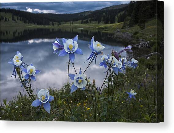 Columbine blooms in the Rocky Mountains Canvas Art Print by Dave Dilli