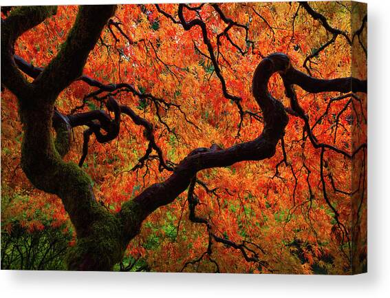Fall Chaos Canvas Art Print by Darren White