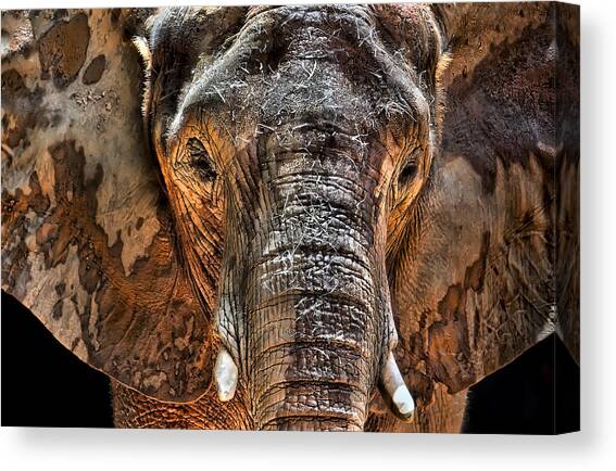 Fearless Canvas Art Print by Janet Fikar