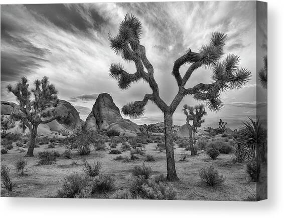 Joshua Tree National Park Black and White Landscape Canvas Art Print by Dave Dilli