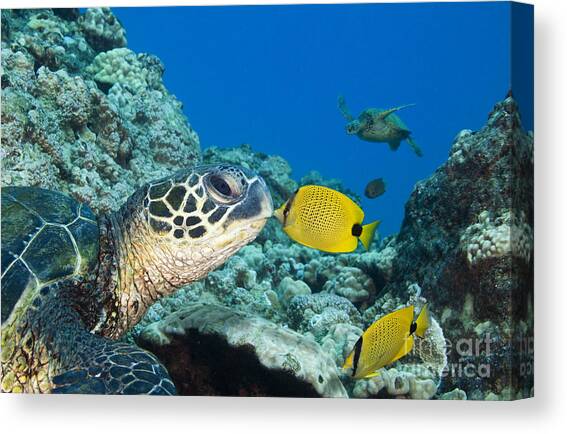 Kiss a Turtle Canvas Art Print by Dave Fleetham - Printscapes