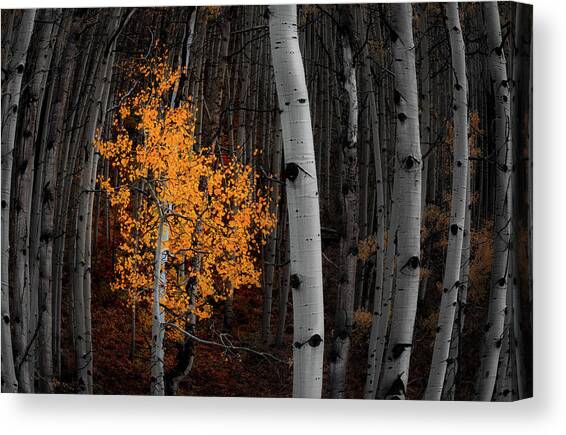 Light of the Forest Canvas Art Print by Darren White
