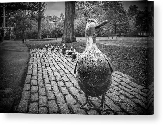 Make Way For Ducklings in Boston Black and White Canvas Art Print by Carol Japp