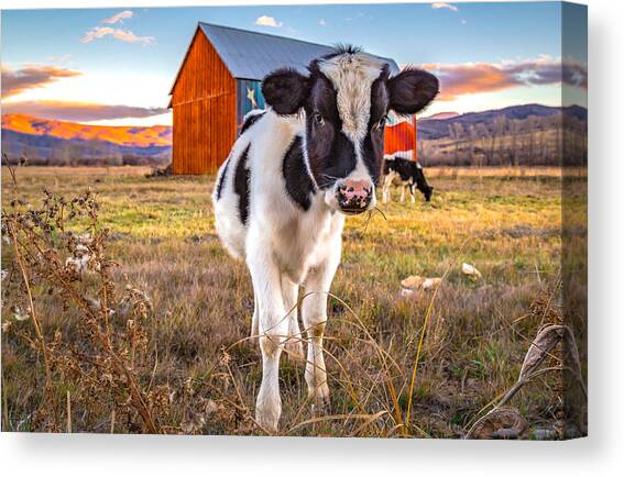 Curious Calf in Pastoral Setting Canvas Print