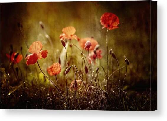 Poppies #2 Canvas Art Print by Anna Cseresnjes