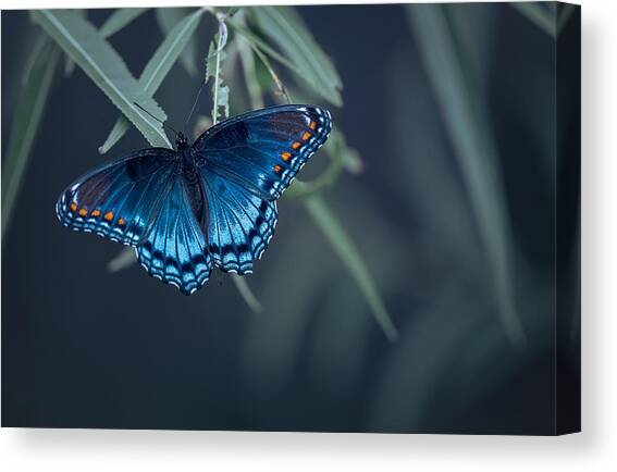 Canvas Print featuring the photograph Butterfly #7 by Ivy Deng