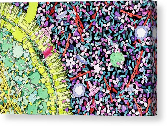 Antibodies In Action Canvas Art Print by Science Photo Library