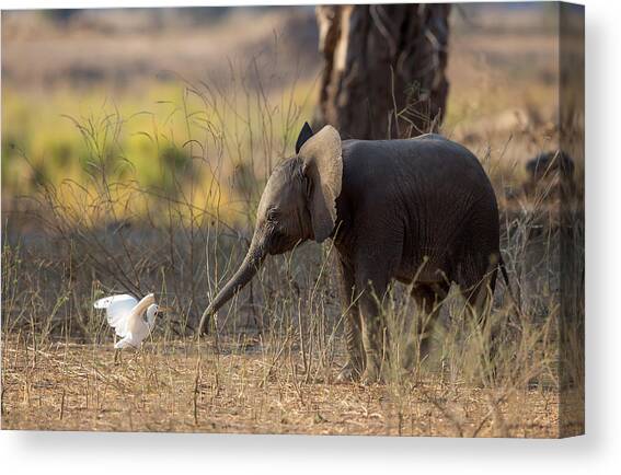 Elephant Cub Vs Egret Canvas Art Print by Alessandro Catta