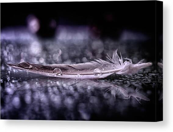 Feather And Drop II Canvas Art Print by Alessandro Fabiano