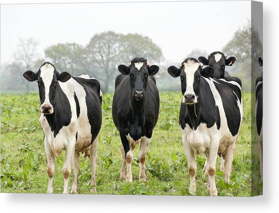 Four Holstein Friesian Cows Standing In Canvas Art Print by Tbradford