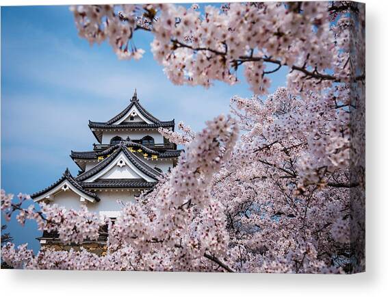 Hikone Castle In Hikone, Shiga Canvas Art Print by Sean Pavone