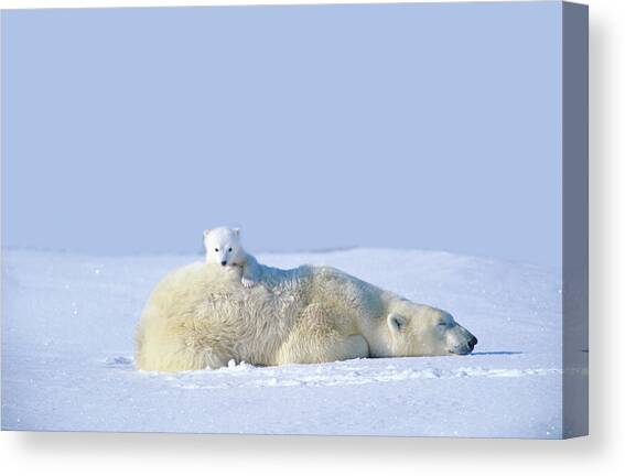 Mother Polar Bear With Cub, Lying On Canvas Art Print by Art Wolfe