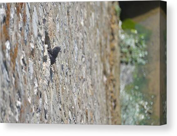 Pigeons In The Window Of The Fortress Canvas Art Print by Daniel Chetroni