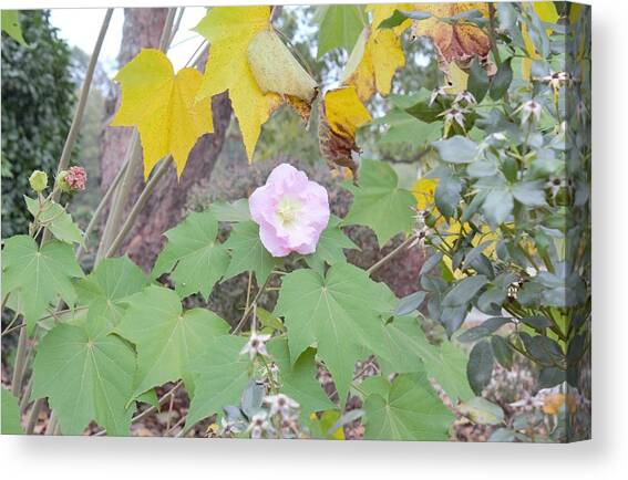 Pink Focal Canvas Art Print by Ali Baucom