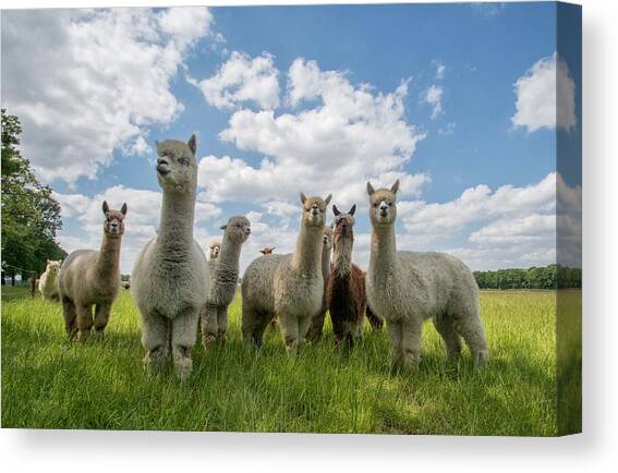 Send In The Alpaca's! Canvas Art Print by Gert Van Den Bosch