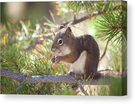 Squirrel Canvas Art Print by Nathan Blaney