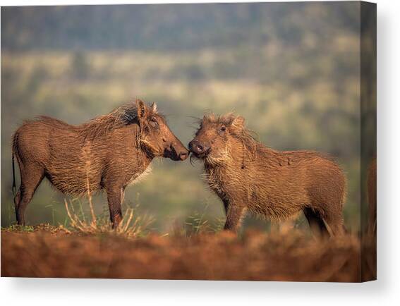 Warthogs Zimanga Private Game Reserve, Kwazulu-natal, South Canvas Art Print by Ann & Steve Toon / Naturepl.com
