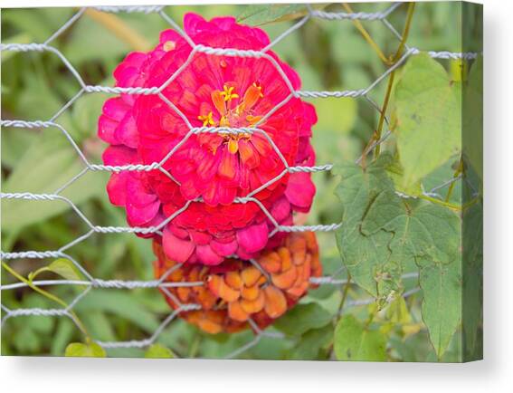 Zinnia Variation 1 Canvas Art Print by Ali Baucom