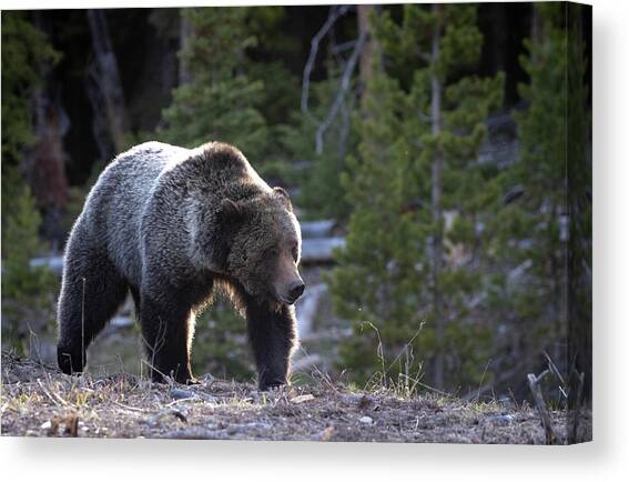 Grizzly #4 Canvas Art Print by Julie Argyle