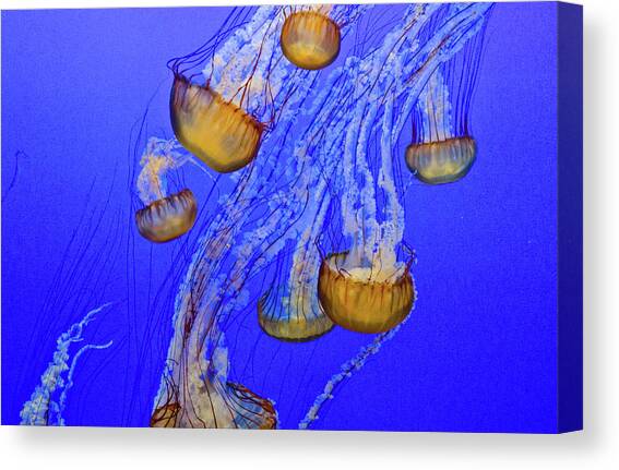 Jellies in Blue Canvas Art Print by Matt Halvorson