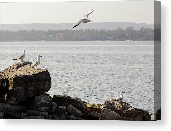 One flies in Canvas Art Print by SAURAVphoto Online Store