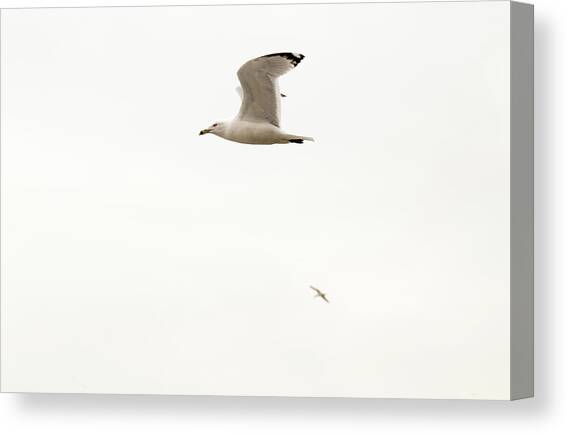 Ring-billed Gull in flight Canvas Art Print by SAURAVphoto Online Store