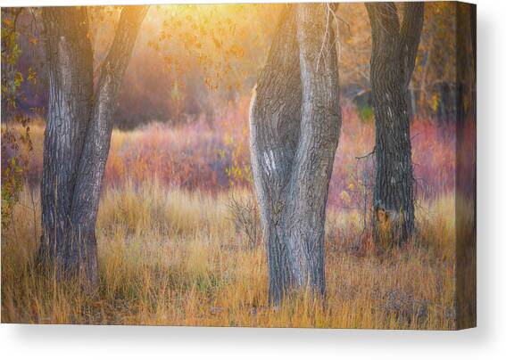 Tree Trunks In The Sunset Light Canvas Art Print by Darren White