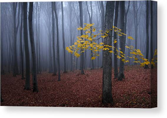 Tree With Yellow Leaves Canvas Art Print by Vio Oprea