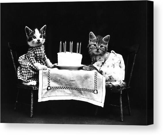 Frees Kittens, C1914 #7 Canvas Art Print by Granger