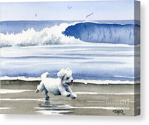 Bichon Frise At The Beach Canvas Art Print by David Rogers
