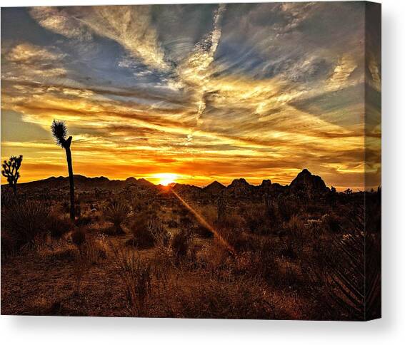 Joshua Tree Sunset Canvas Art Print by Dave Zumsteg