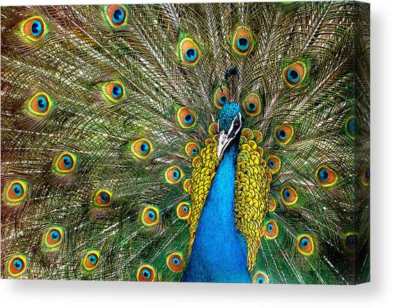 Charming Canvas Art Print by Ivan Vukelic
