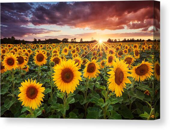 Sunshine Canvas Art Print by Michael Breitung