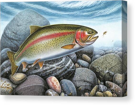 Rainbow Trout Stream Canvas Art Print by Jon Q Wright