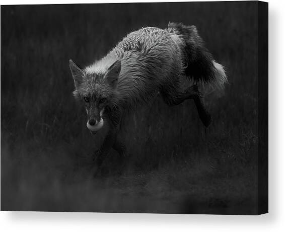 Fox With An Egg Canvas Art Print by Johnson Huang