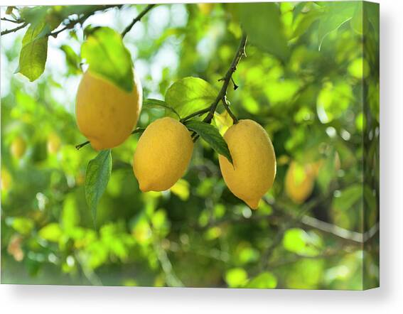 Lemon Fruits In Orchard Canvas Art Print by Brzozowska