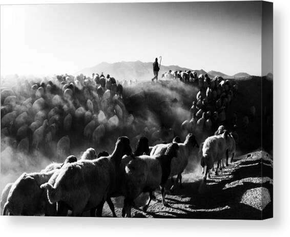 Sheep In Black And White Canvas Art Print by Feyzullah Tun