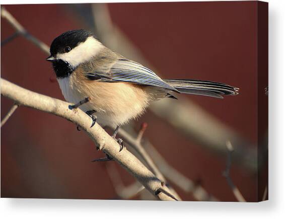 Chickadee Canvas Art Print by Jake Vandenbrink