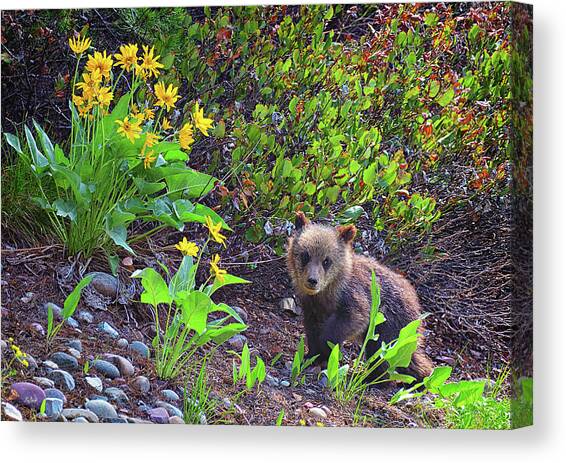 Cutie Pie Cub Canvas Art Print by Greg Norrell
