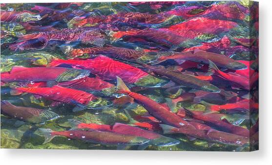 Migrating Sockeye Salmon, Katmai Canvas Art Print by Art Wolfe