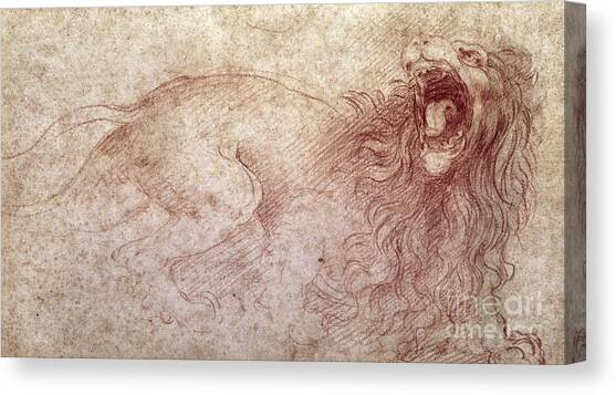 Sketch of a roaring lion Canvas Art Print by Leonardo Da Vinci