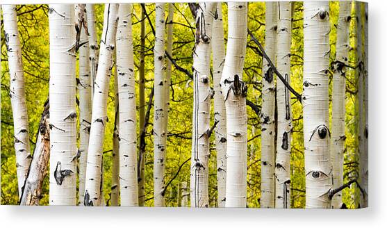 Aspen Trees in Autumn Canvas Print