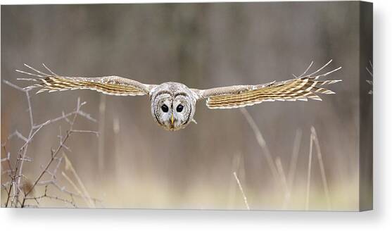 Barred Owl in Flight Canvas Art Print by Scott  Linstead