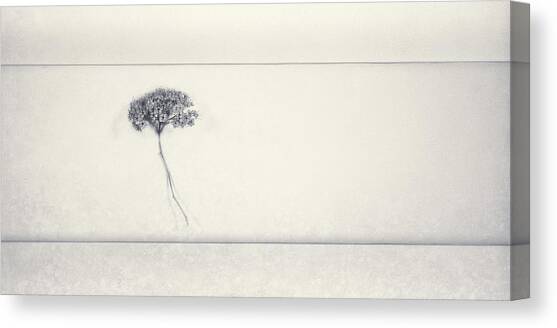 Miracle of a Single Flower Canvas Art Print by Scott Norris