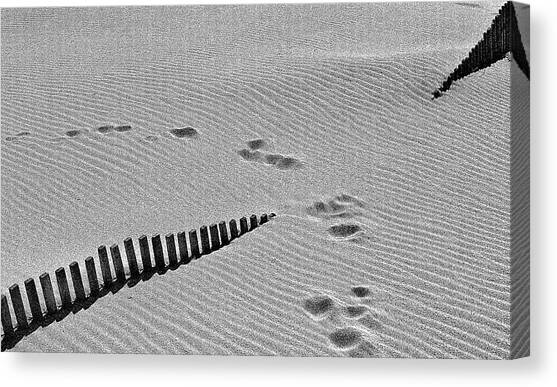 Tea In The Sahara Canvas Art Print by Paulo Abrantes