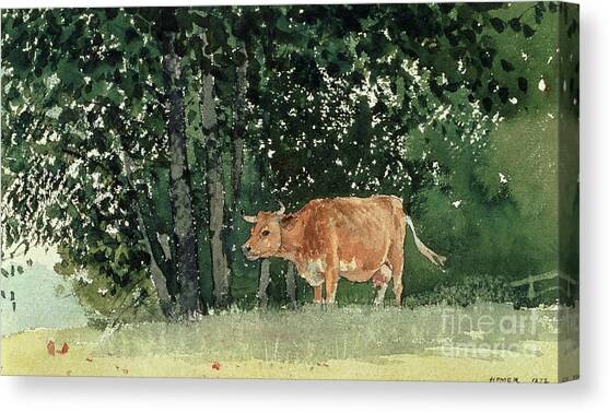 Cow in Pasture Canvas Art Print by Winslow Homer
