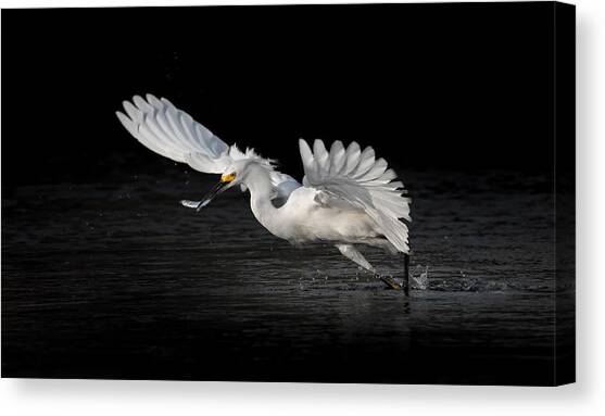 Flying Catch 2 Canvas Art Print by Jack Zhang