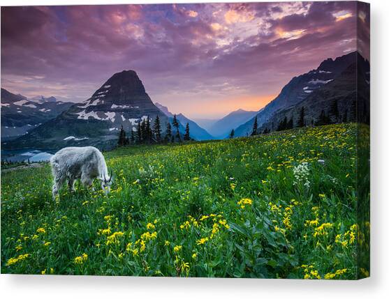 Glacier National Park 4 Canvas Art Print by Larry Marshall