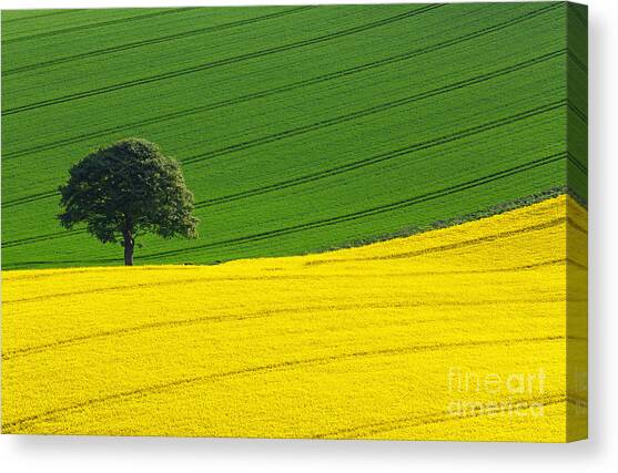 Oak tree split Canvas Art Print by Richard Thomas